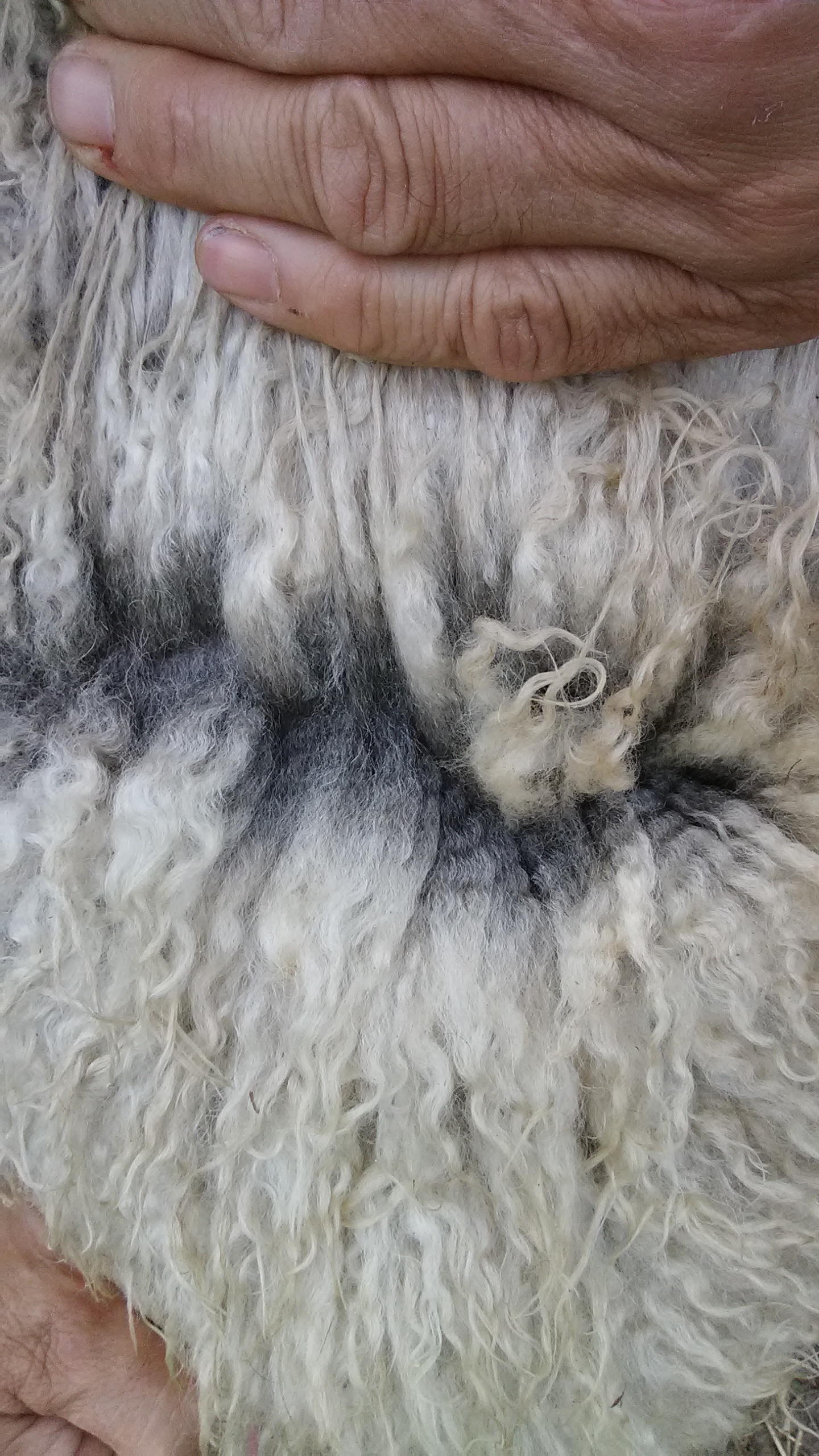 Shaltz Farm B43 katmoget wool